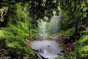 Escape the summer heat at Dorrigo National Park Crystal falls